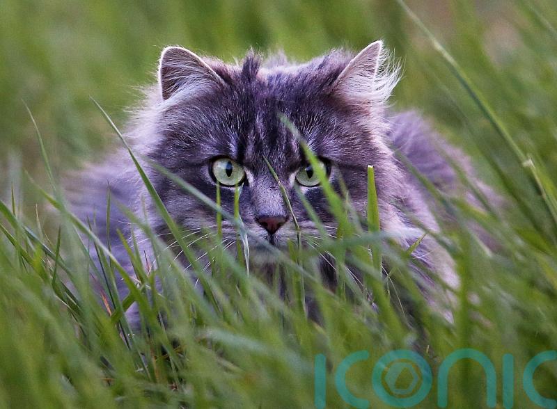 German town grounds cats to save rare birds