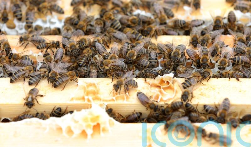 World Bee Day: A British beekeeper’s guide to protecting the essential insects