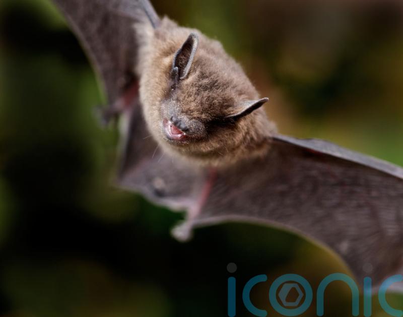 Citizen surveying suggests positive news for bat populations