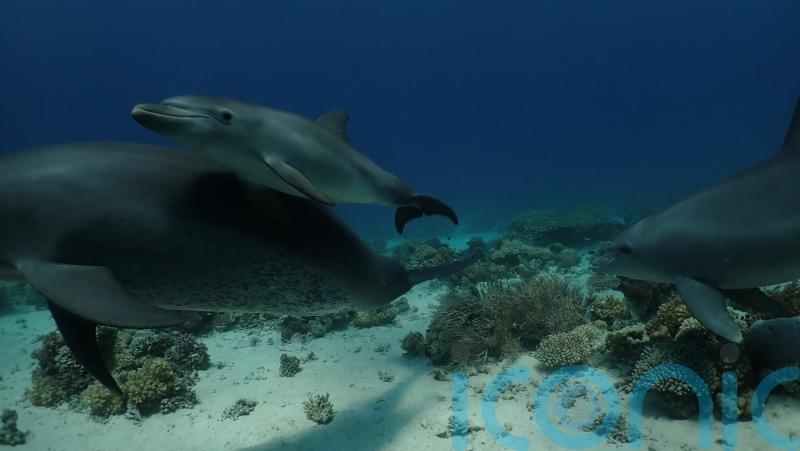 Dolphins line up to self-medicate skin conditions with coral, research suggests