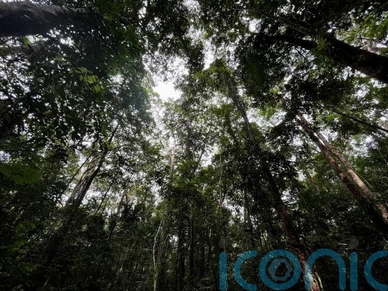 Failure to save the Congo Basin forest ‘would mean world loses climate fight’