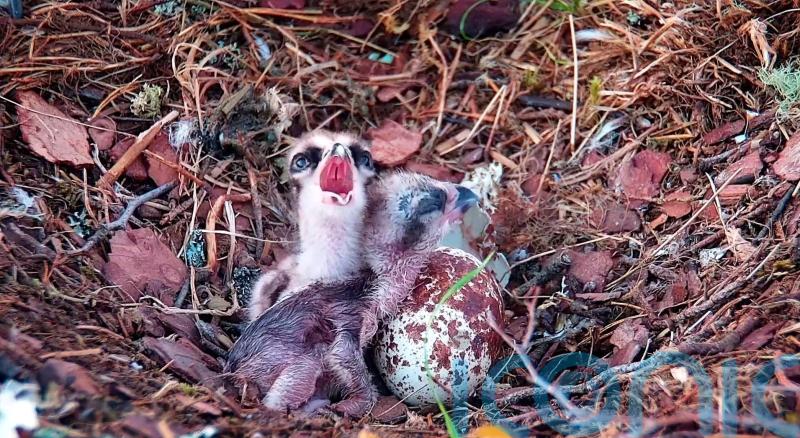 Second osprey chick hatches at Scottish wildlife reserve
