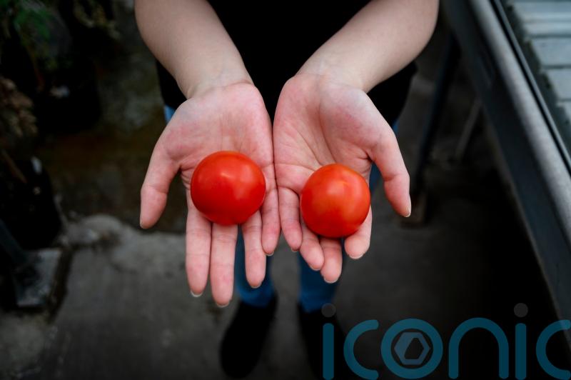 Gene-edited tomatoes could be a new source of vitamin D, study suggests