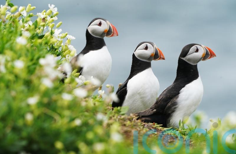 Puffins survey on Farne Islands checks for signs of climate change impact