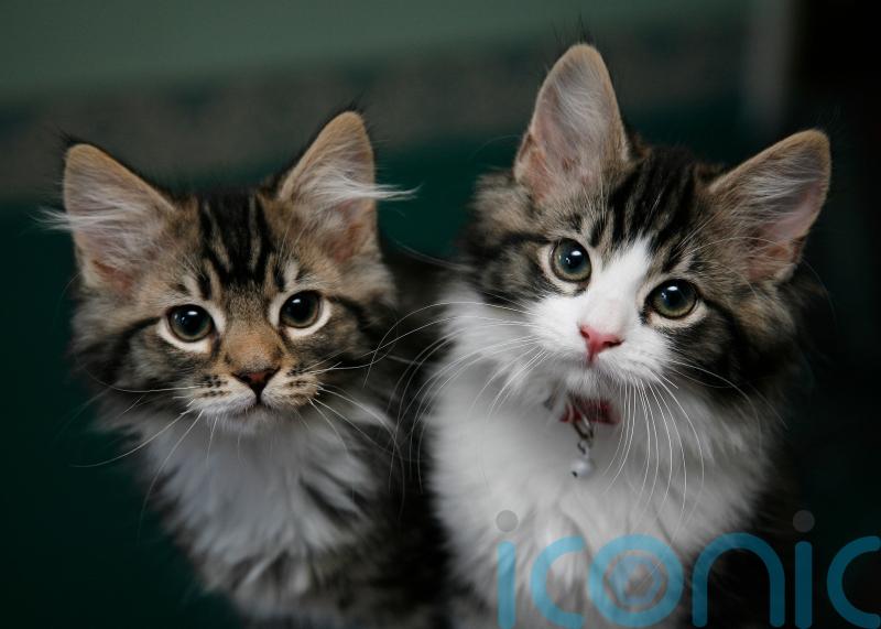 Pet insurers process record number of claims in 2021