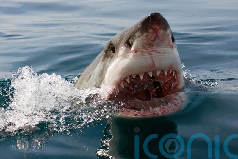 Jaws extra is named police chief on island where blockbuster was partly filmed