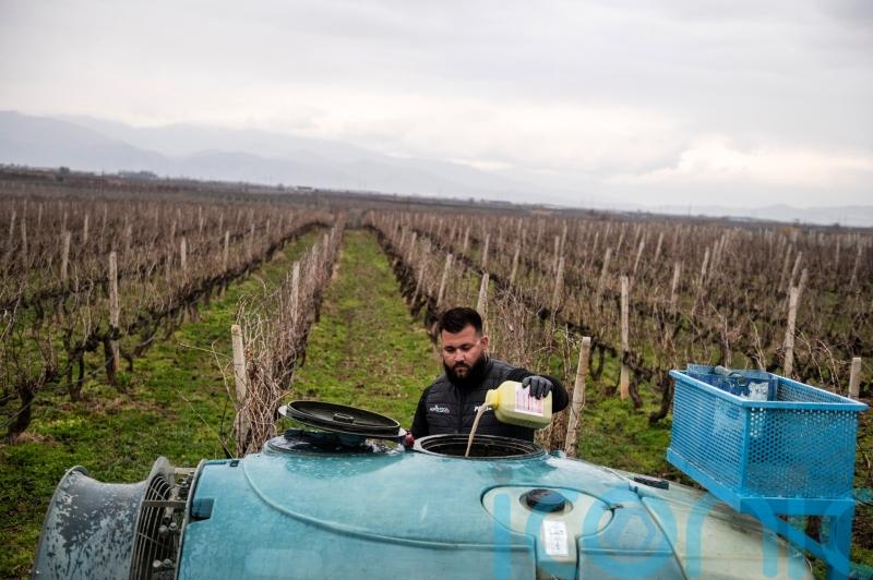Dramatic rise in pesticides in EU fruit and vegetables, report claims