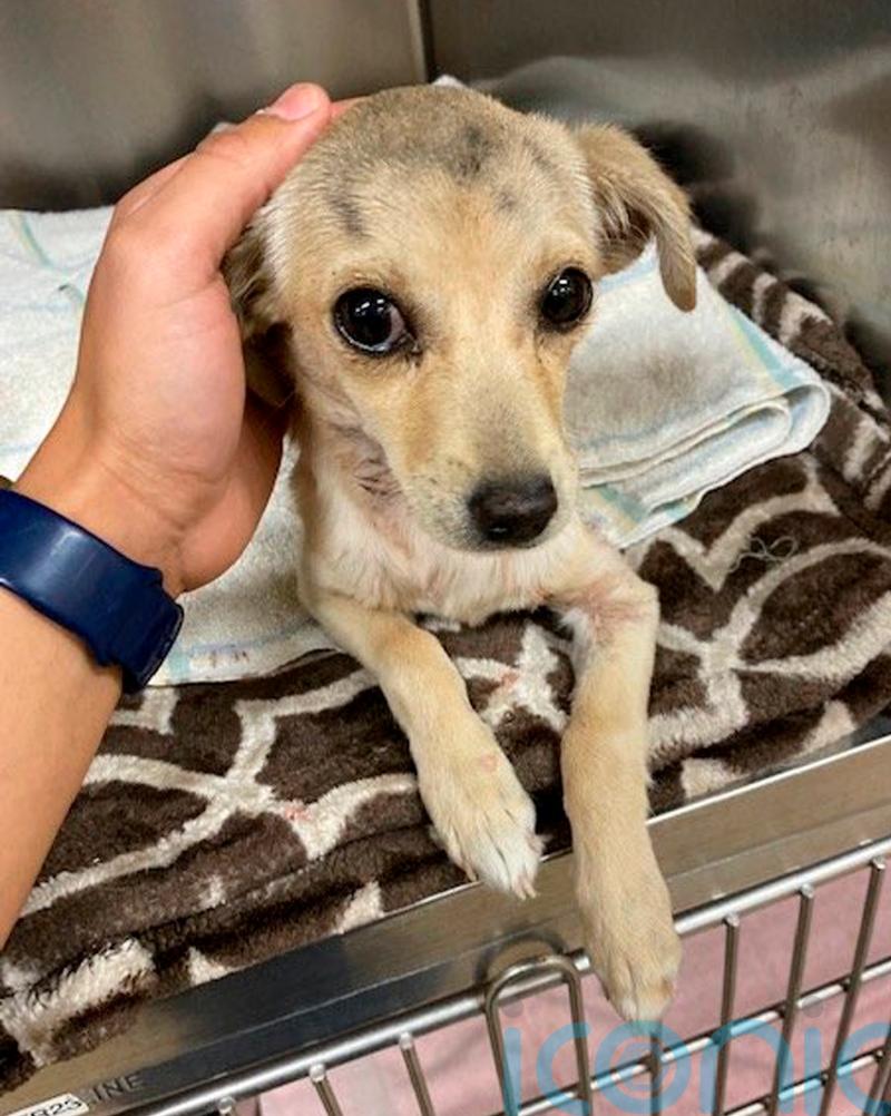 Chihuahua puppy found with arrow through neck expected to survive