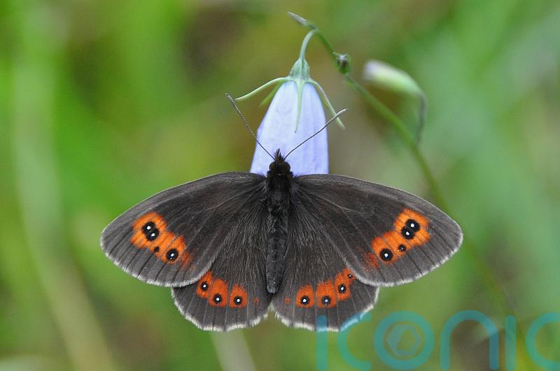 Two-fifths of British butterflies threatened with extinction, analysis shows
