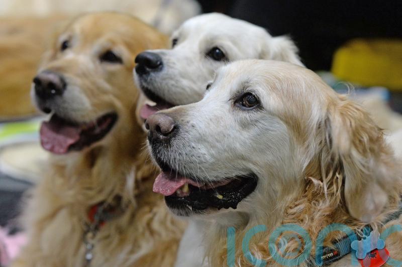 Demand for pets ‘nearly half that of pandemic peak’