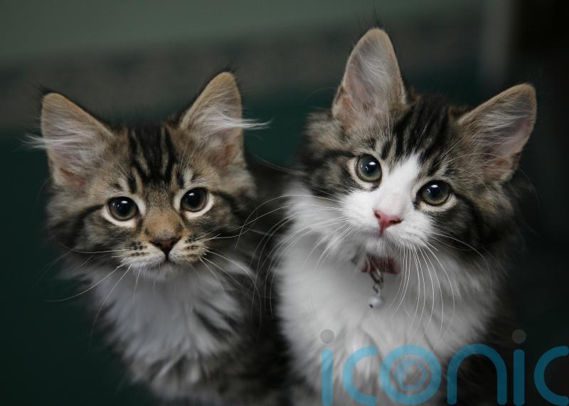 Families ‘will cut back on cars and eating out before spending less on pets’