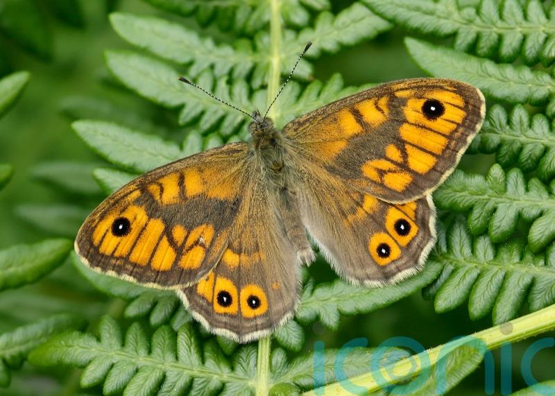 More than two-fifths of butterflies face extinction – why we need them and 10 ways to help