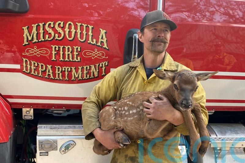 Firefighters rescue Cinder the elk calf from fire’s ashes