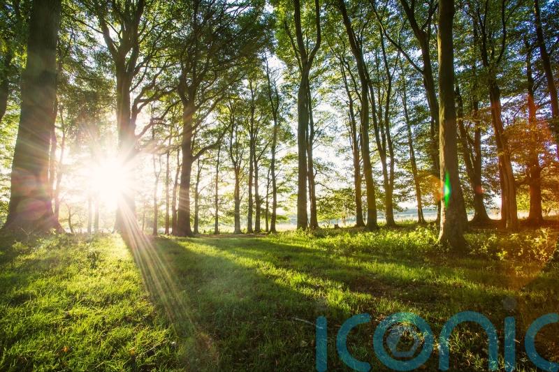 Thousands of newly-planted trees dedicated to Queen for Platinum Jubilee