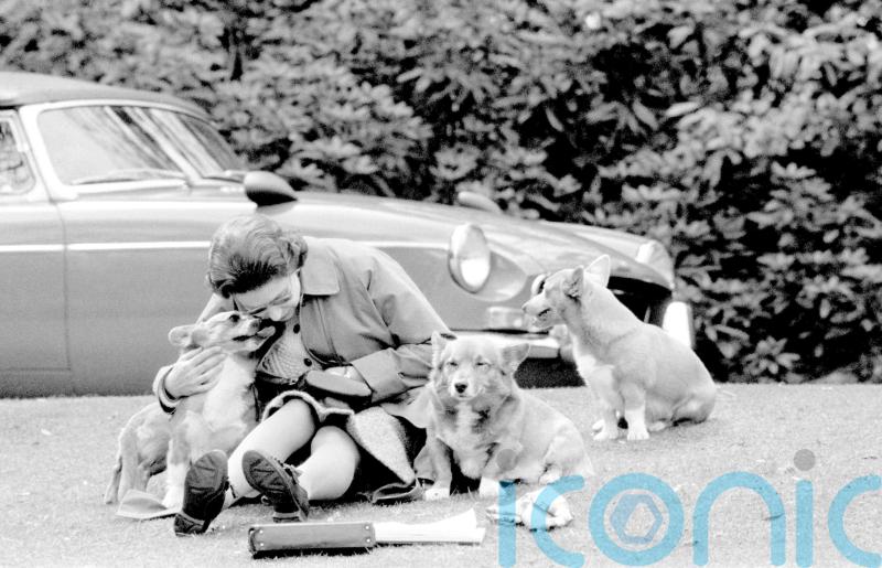 ‘PJ the corgi’ Platinum Jubilee emoji unveiled on royal Twitter account