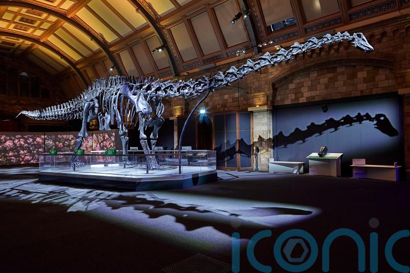 Dippy the Dinosaur returns to the Natural History Museum