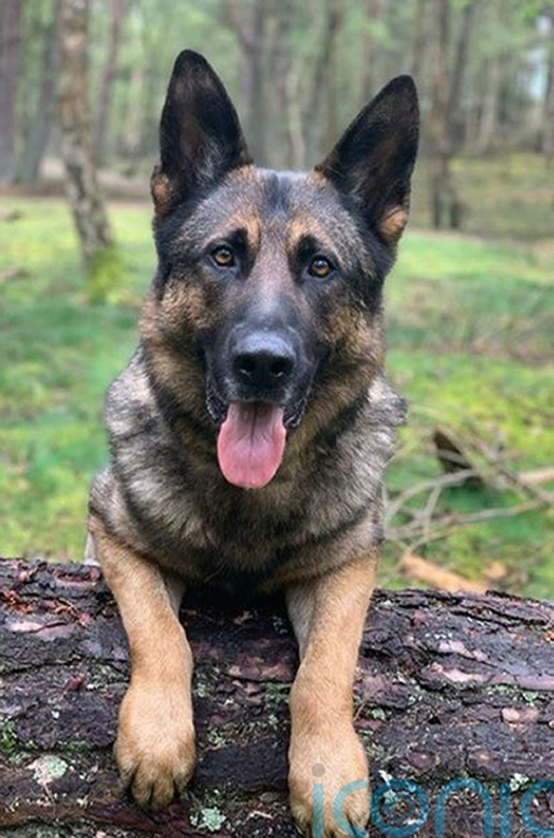 Police dog dies after chasing down moped thieves