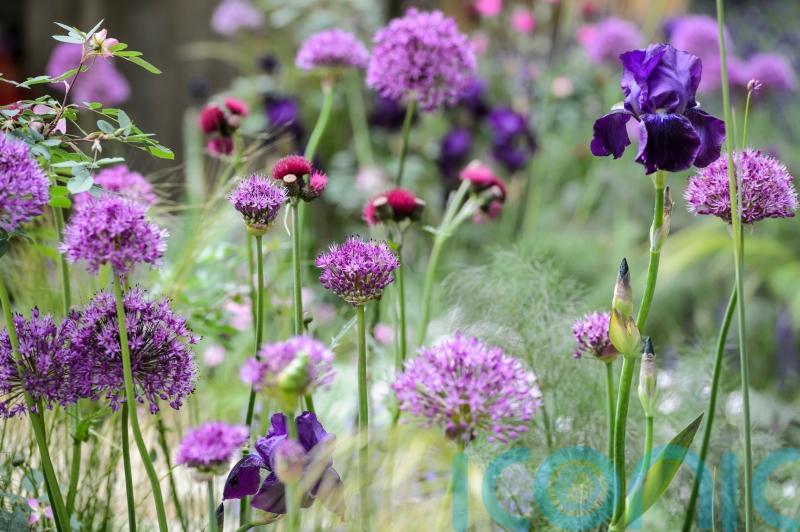 How to make a micro-meadow in a city garden using just 5 plants