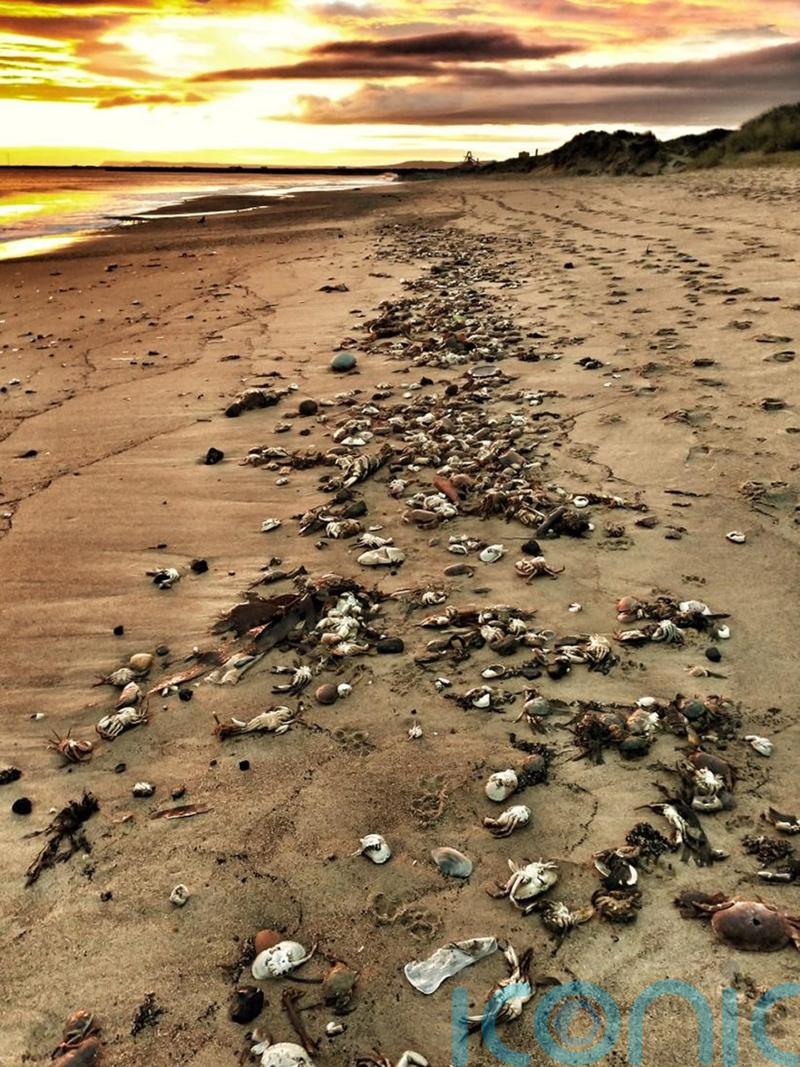 Algal bloom ‘significant’ in mass deaths of crabs and lobsters, report says