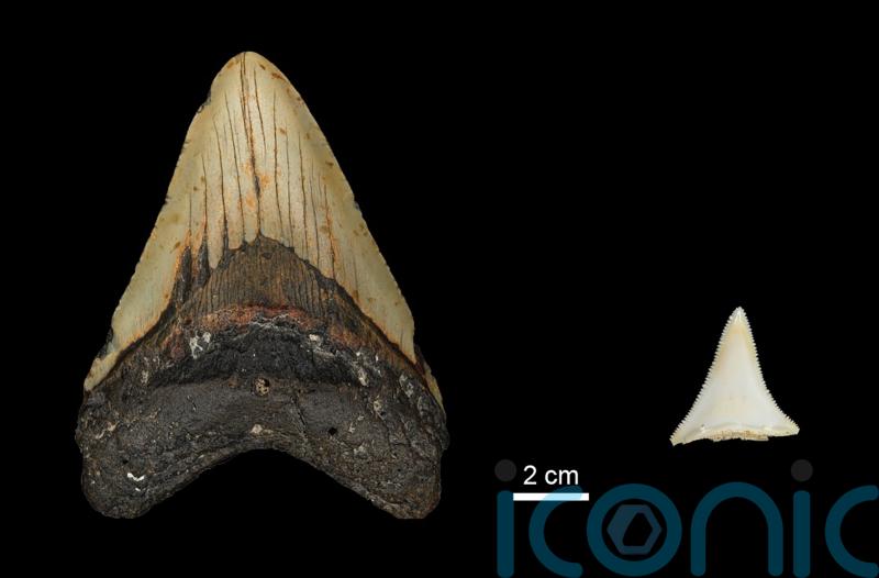 Great white sharks may have contributed to megalodon extinction, study suggests