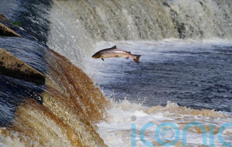 Ministers urged to act to address ‘crisis point’ in wild salmon numbers