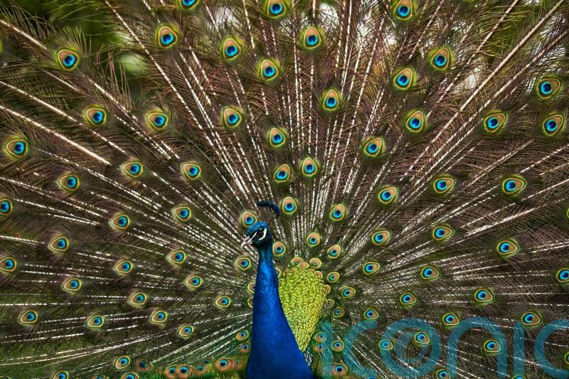 Peacock tortured and killed in Fife park