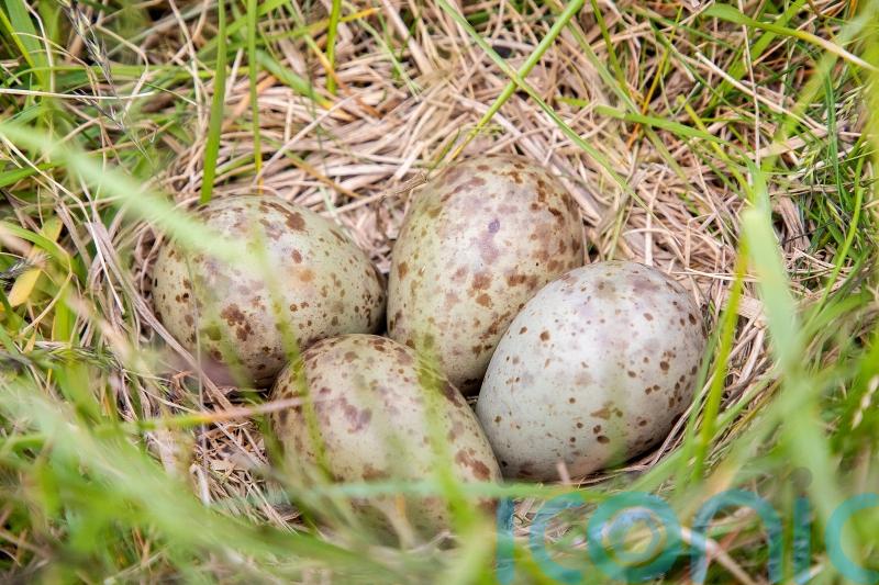 Curlew eggs rescued from airfields being reared and released in conservation bid