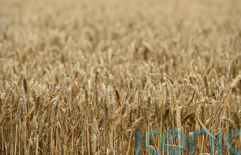 Ukrainian MP issues famine warning as she urges action on blocked ports