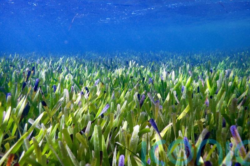 World’s largest plant is a vast seagrass meadow in Australia
