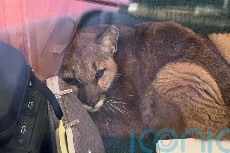Janitor corrals curious mountain lion in empty California classroom
