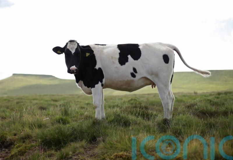 High-tech cow collars to track cattle to aid conservation efforts