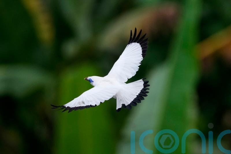 Bird sellers help endangered mynah make a comeback in Bali