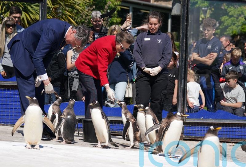 Princess Royal feeds penguins on visit to zoo