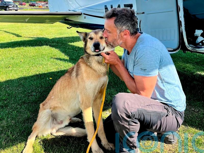 Iditarod sled dog found months after disappearing from checkpoint