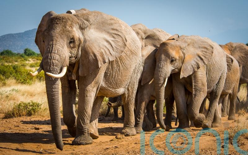 UK ban on trade of ivory takes effect in ‘conservation victory’ for elephants