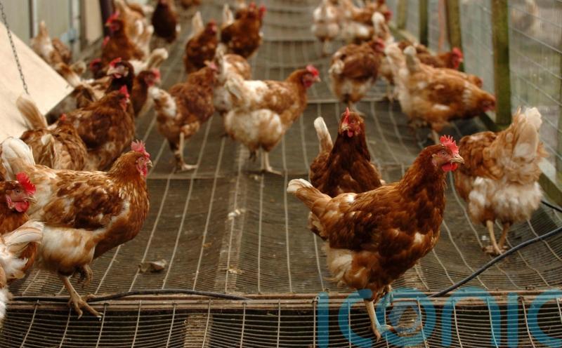 Research reveals when and how chickens were domesticated