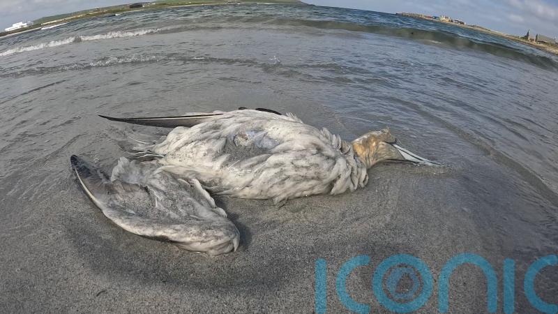 Scottish Government urged to act over rising seabird deaths