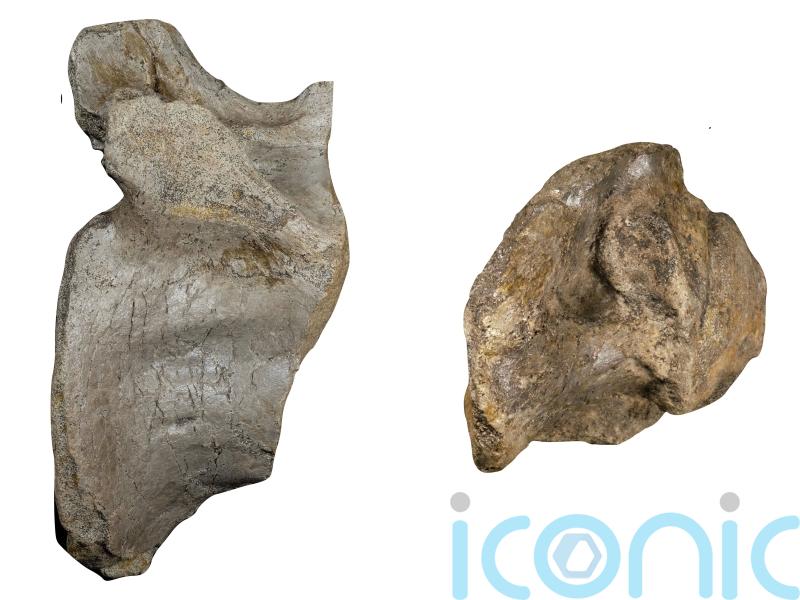 Remains of Europe’s largest ever land predator dinosaur found on Isle of Wight