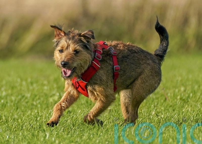 REVEALED: What makes dogs man’s best friend