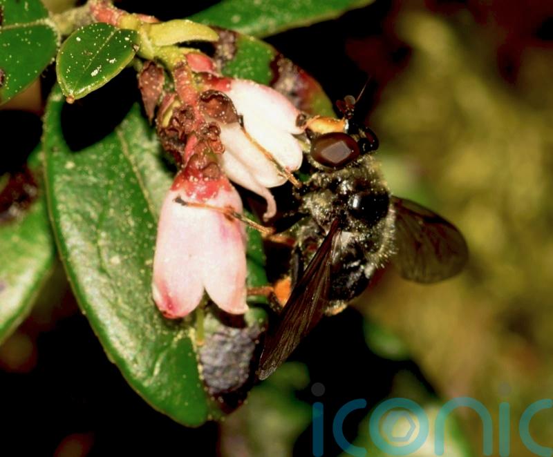 Endangered adult pine hoverfly spotted in wild for first time in years