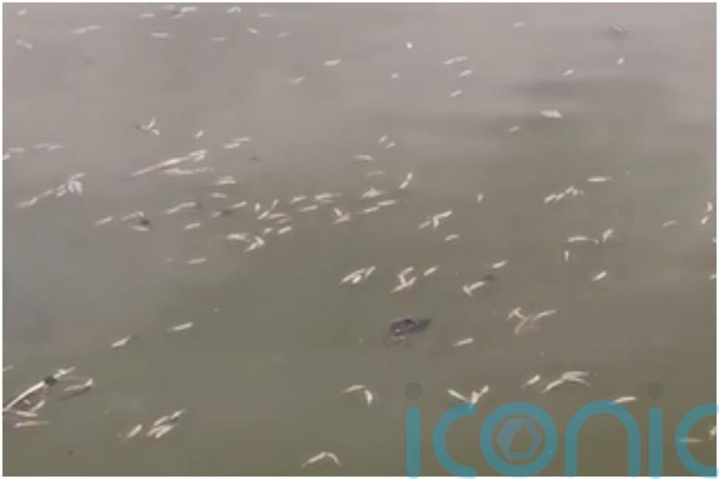 Thousands of dead fish spotted floating in Glasgow pond