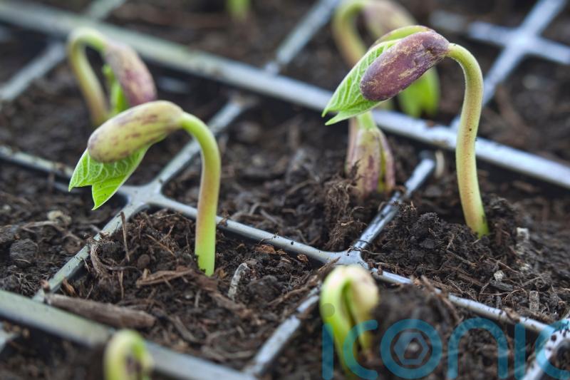 What veg can you still sow and grow in the warmer months?