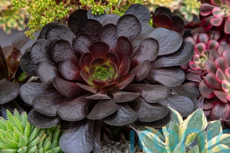 How to create a stunning display of succulents in your garden this summer