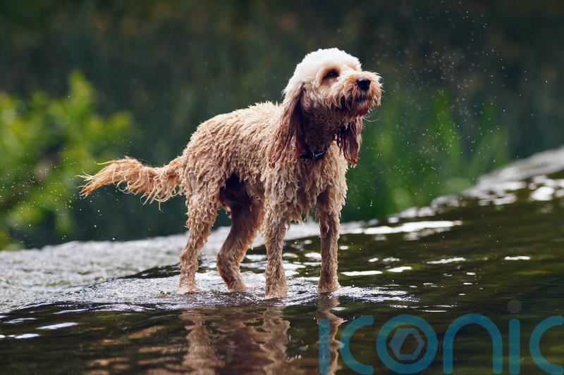 Charities issue warning for animals ahead of hot weather