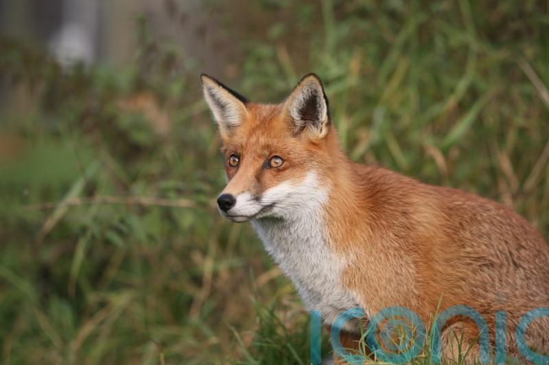 Animal welfare groups warn of loopholes in fox hunting legislation