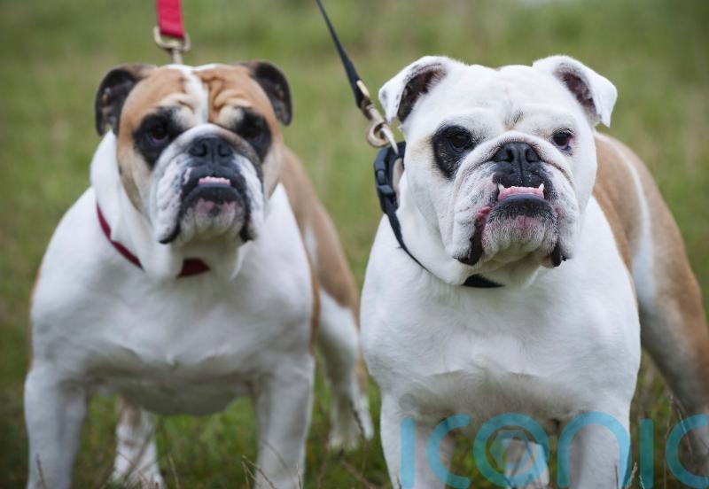 English bulldogs ‘much less healthy than other dogs due to breed traits’