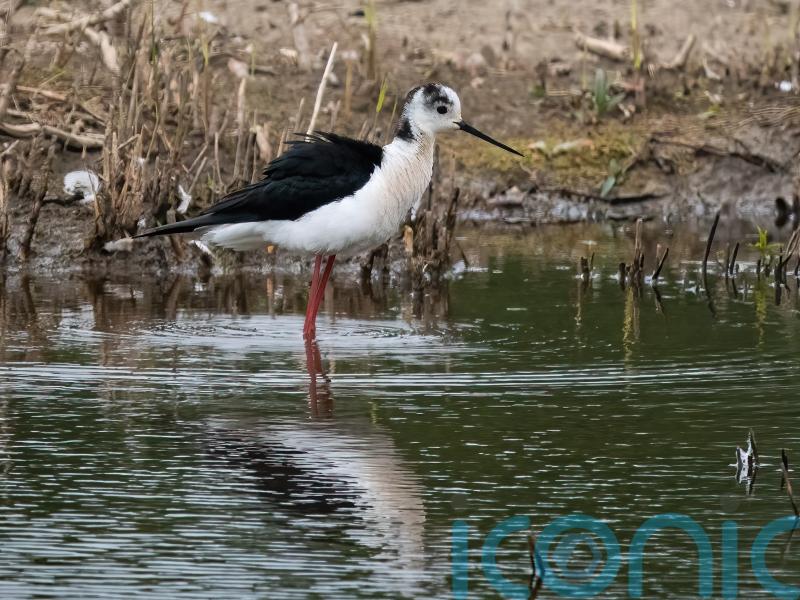 Rare black-winged stilt chicks hatch at nature reserve in first for Yorkshire