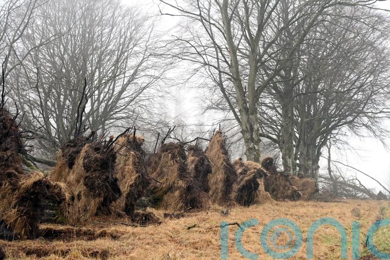 Woodland creation target missed due to damage caused by winter storms