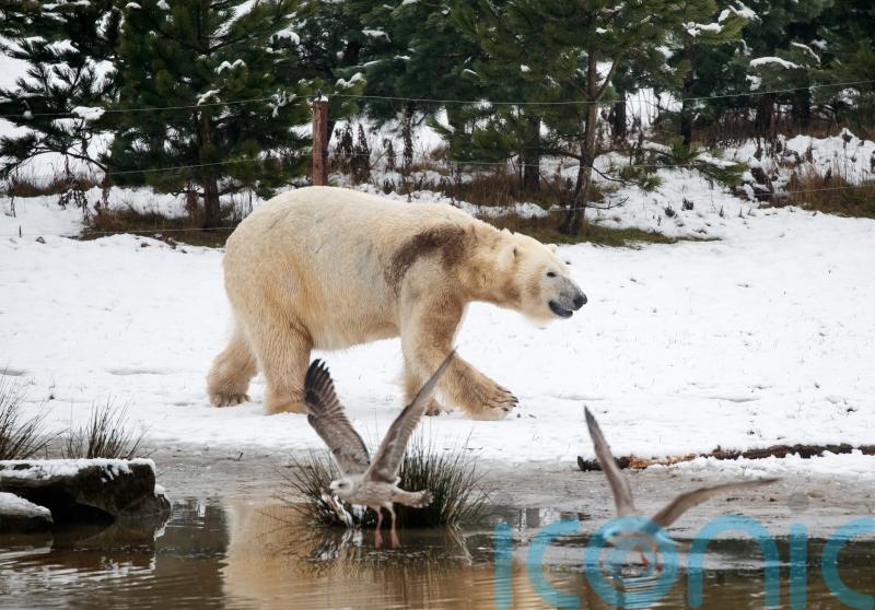 Ancient skull reveals how all brown bears carry genes of polar cousin