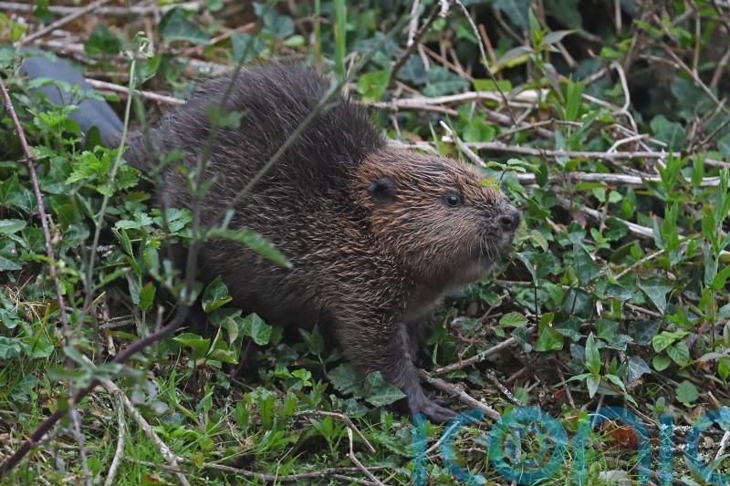 Beaver dams cut flood risk on Cornish site, say researchers